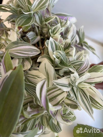 Традесканция