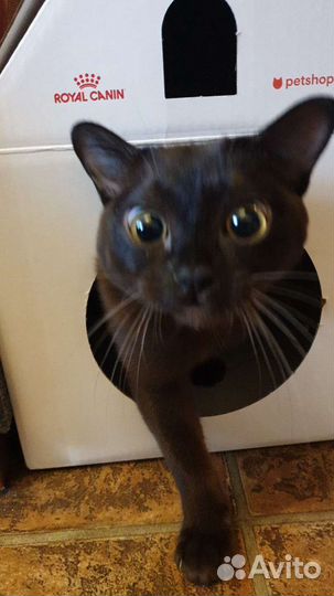 Бурманский кот вязка