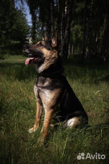 Собака Лукум