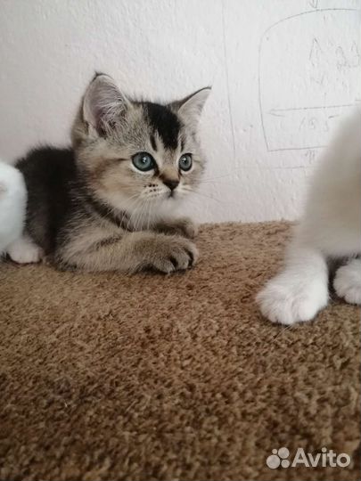 Шотландские вислоухие и прямоухие котята