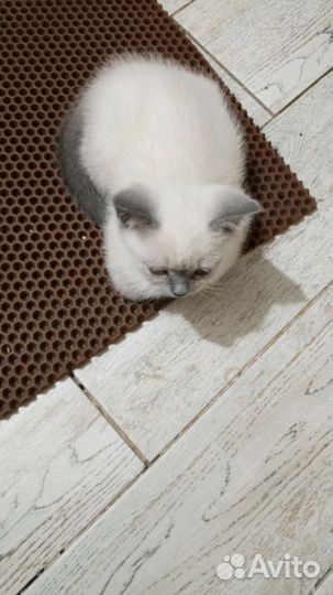 Британские вислоухие котята