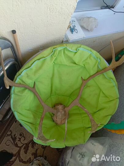 Продам рога оленя