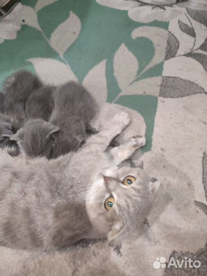 Котята от вислоухой кошечки