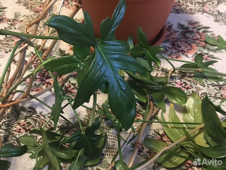 Цветок комнатный Филодендрон