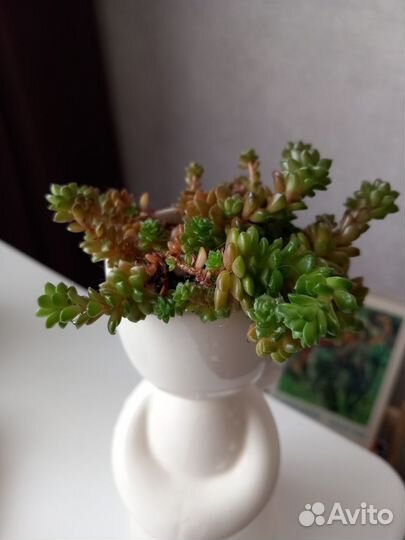 Sedum