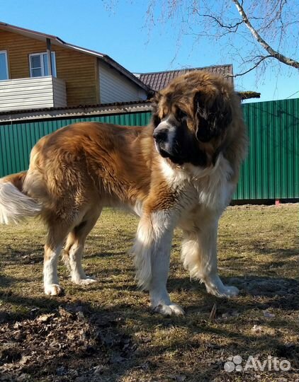 Предлагаю кобеля для вязки и щенков от него