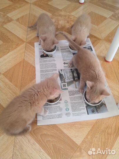 Котята в добрые руки