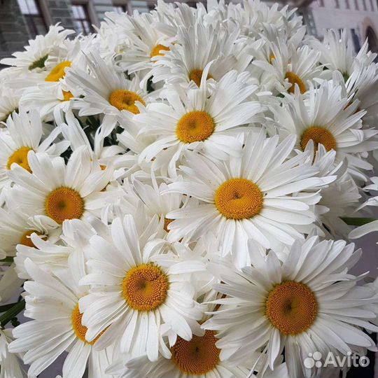 Лизиантус (эустома) оптом и в розницу