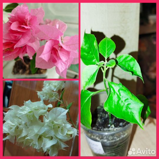 Цветущие комнатные растения