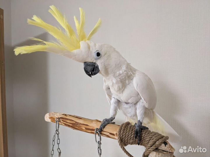 Передержка попугаев, птиц