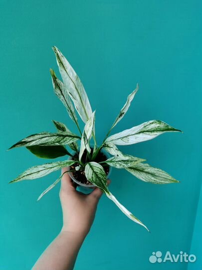 Спатифиллум нью ван