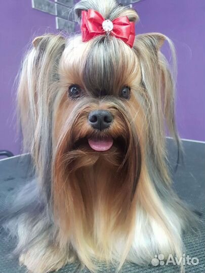 Йоркширский терьер