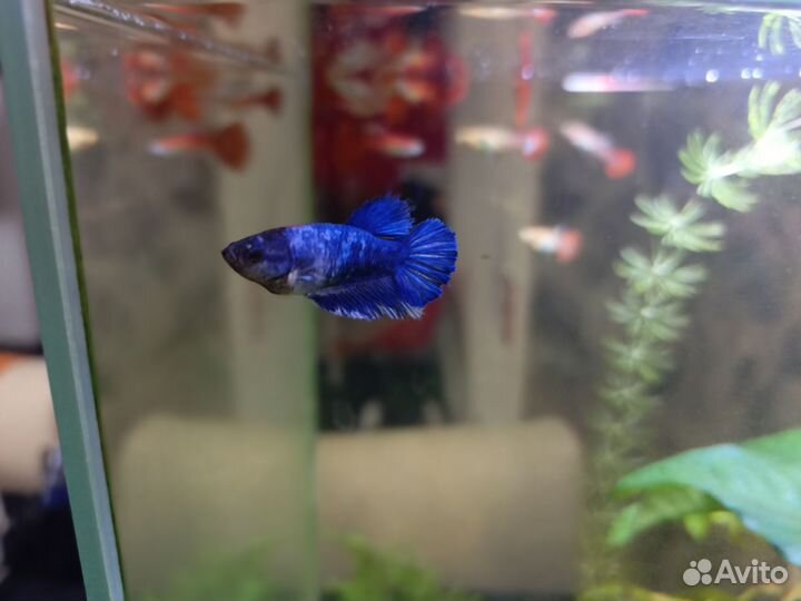 Рыбка петушок самка