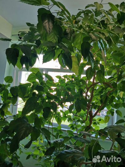 Комнатные цветы Гибискус