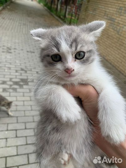 Котята ищут дом