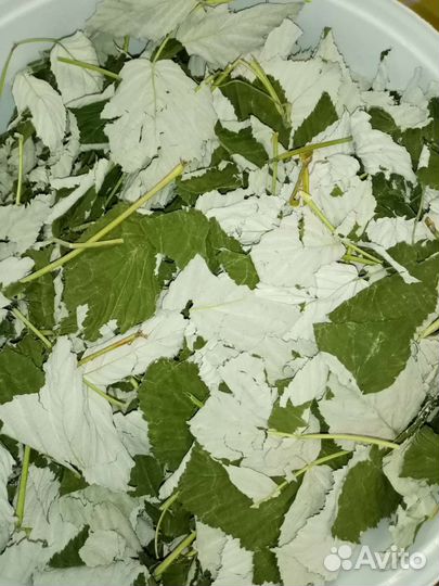 Продам травы для чая