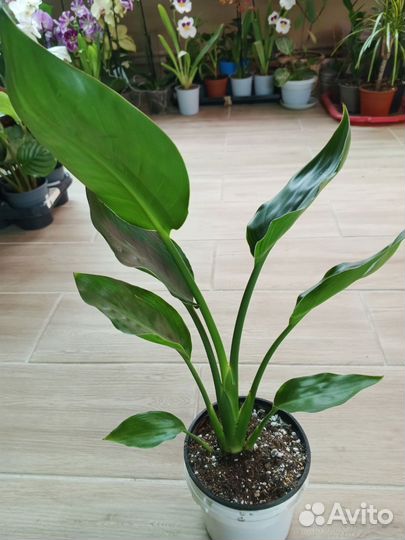 Стрелиция Реджина и Николая