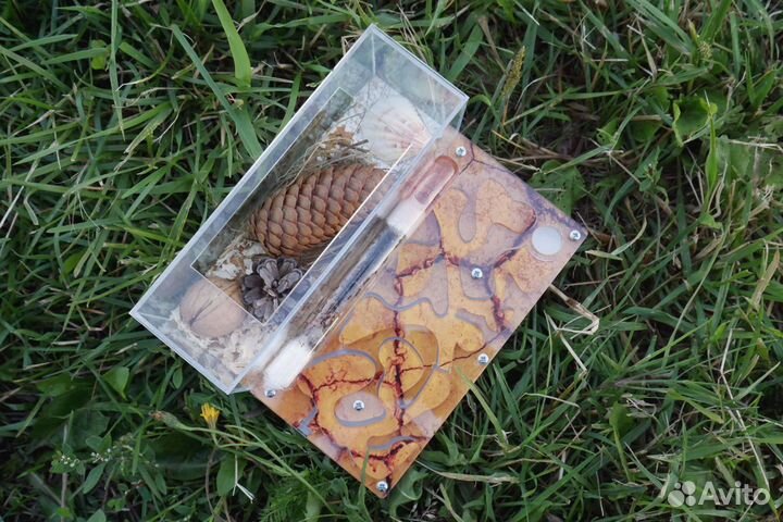 Муравьиная Ферма 