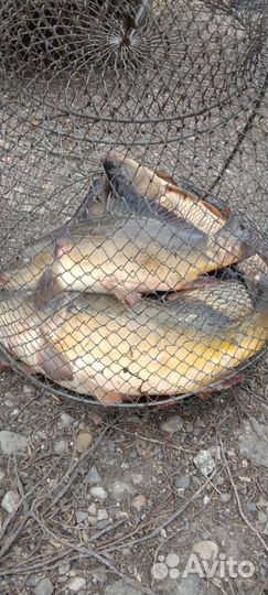 Рыбалка и отдых