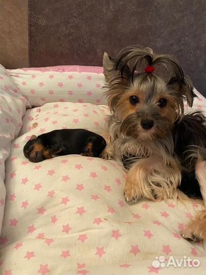 Йоркширский терьер мини щенки