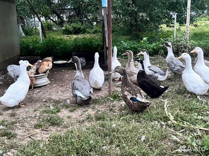 Утки башкирские и с хохолком