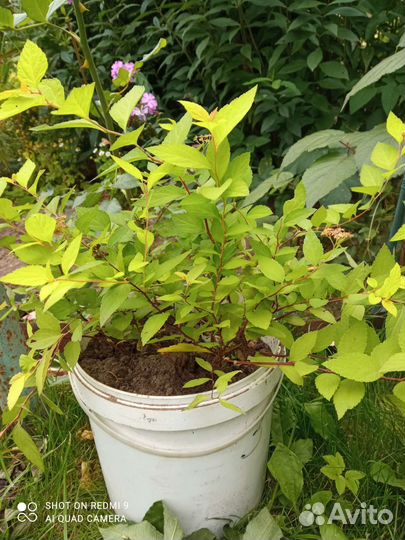 Спиреи японские Голден Принцесс и Золотой огонь