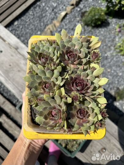 Молодило каменная роза