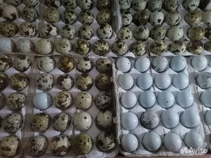 Яйца перепелиные инкубационое, перепела