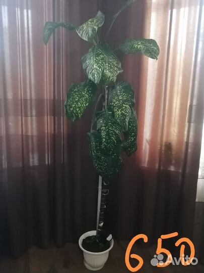 Панданус, фикус и др