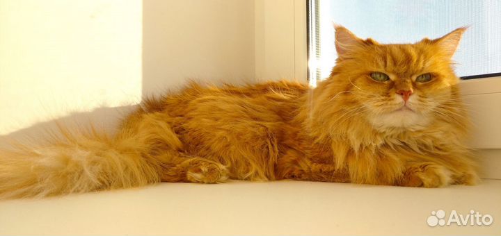 Кошка, в добрые руки