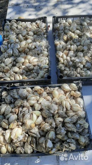 Лук на перо сорокозубка