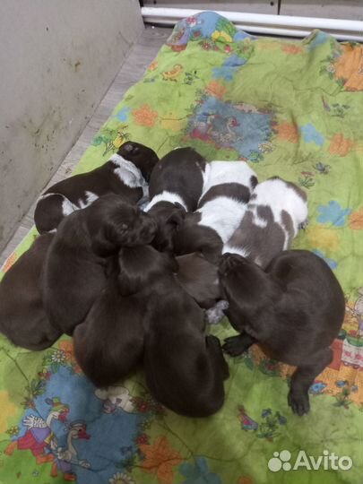 Продам щенков курцхаар