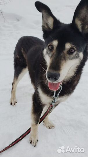 Джоник ищет родителей