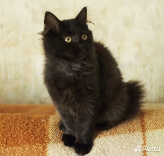 Ищет хозяев котенок девочка 3,5 мес