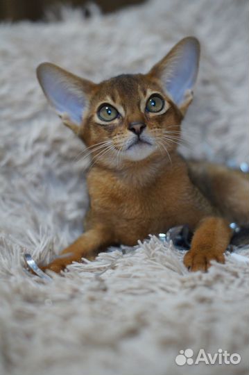 Абиссинские котята