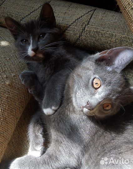 Котята ищут себе новый дом