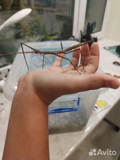 Палочники (вроде-бы аннамские)