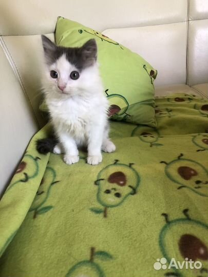 Котенок в дар бело-голубого окраса