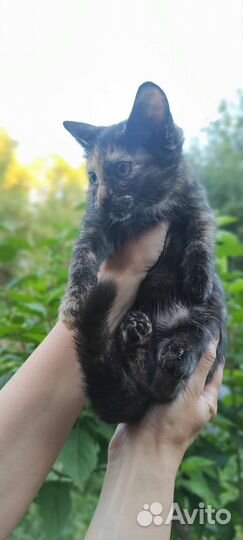 Котёнок 2 месяца девочка ищет дом