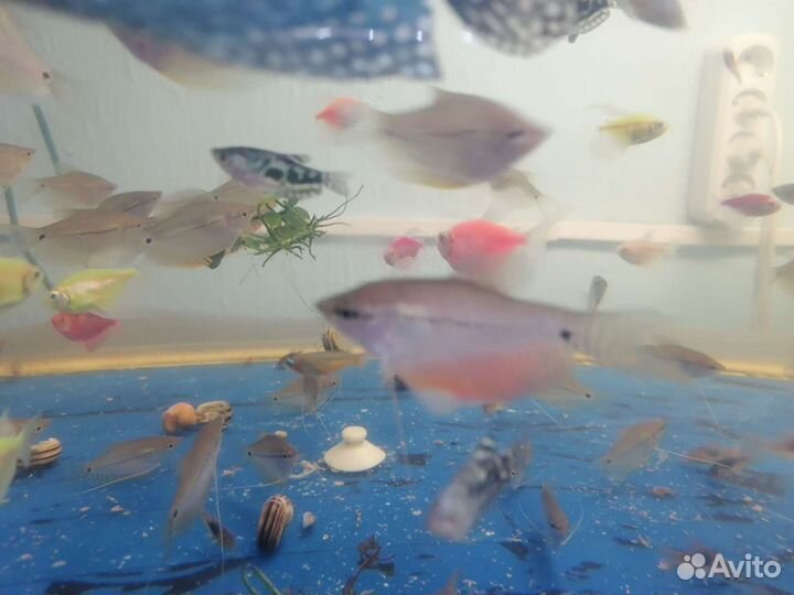 Аквариумные рыбки