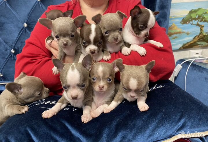 Лиловые Чихуахуа мини