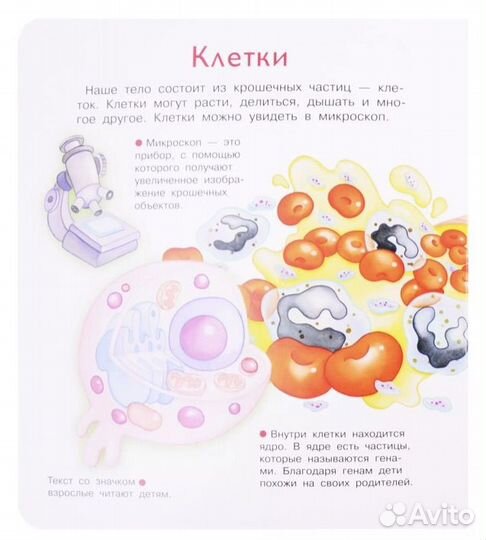 Что Почему Зачем Наше тело 36 волшебных окошек