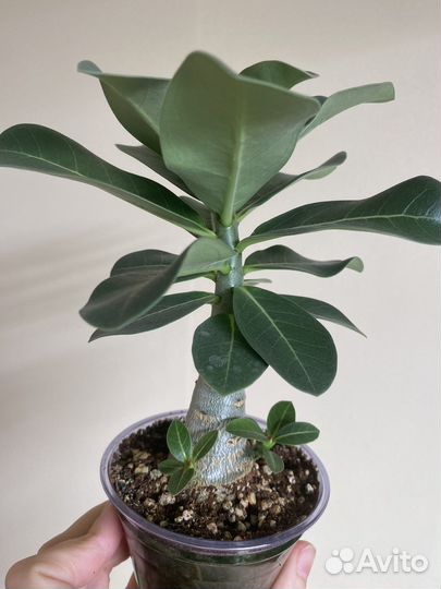 Адениум арабикум Годжи