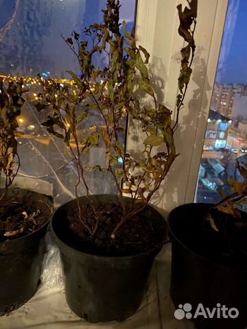 Кизильник блестящий, спирея японская "Goldmound" купить в Тюмени ...