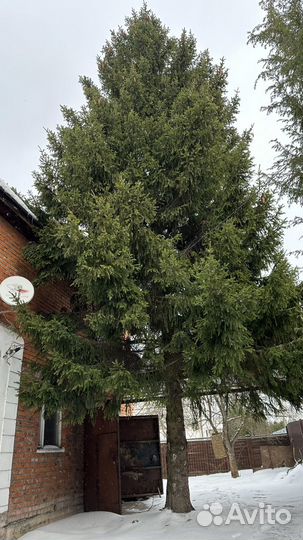Ель живая 20 метров