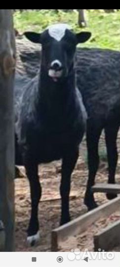 Баран романовской, породы