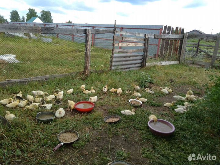 Утки Муларды