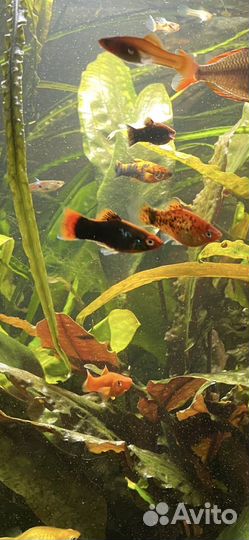 Аквариумные рыбки