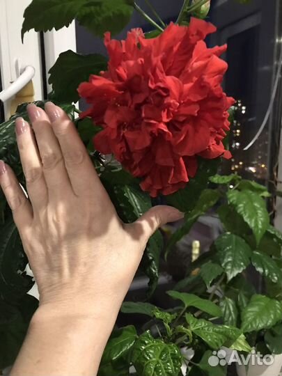 Гибискус китайская роза