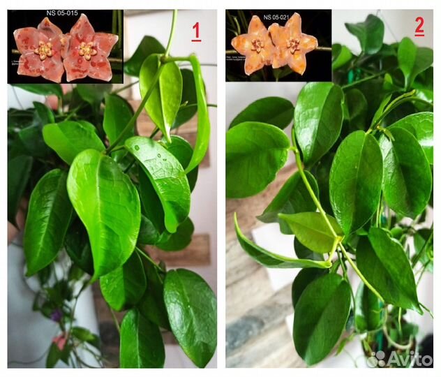 Хойи на срез A-B-C-H-I-K-L-M-N-P-V Хойя